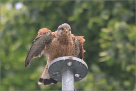 <p>POŠTOLKA OBECNÁ (Falco tinnunculus) /Common kestrel - Turmfalke/</p>